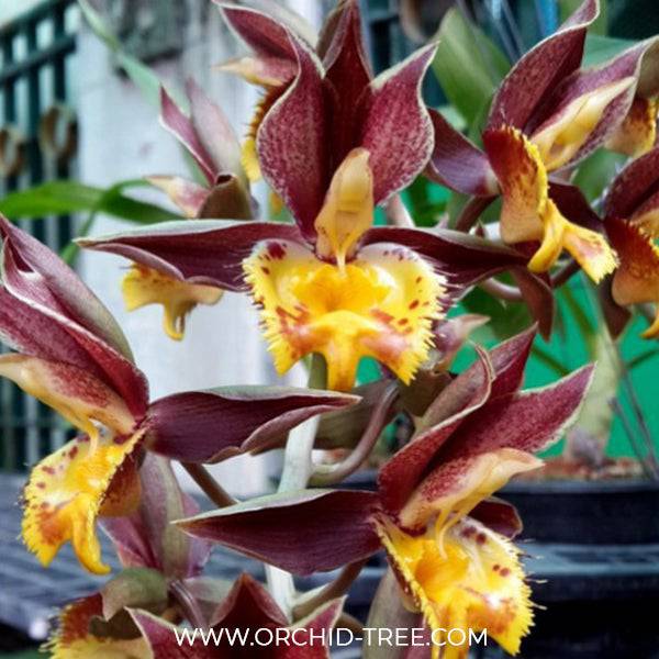 Catasetum Jumbo Tycoon x Susan Fuchs Burgundy Chips - Without Flowers | BS - Buy Orchids Plants Online by Orchid-Tree.com