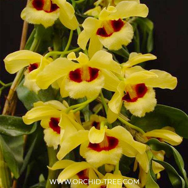 Dendrobium Gatton Sunray - Without Flowers | BS - Buy Orchids Plants Online by Orchid-Tree.com