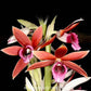 Phaius tankerville - Without Flowers | BS - Buy Orchids Plants Online by Orchid-Tree.com