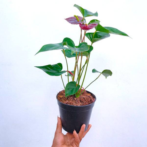 Anthurium Chocolate - With Flowers | FF - Buy Orchids Plants Online by Orchid-Tree.com