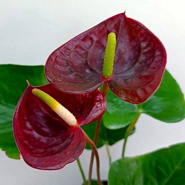 Anthurium Chocolate - With Flowers | FF - Buy Orchids Plants Online by Orchid-Tree.com