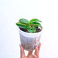 Doritis Yellow White - Without Flower | BS - Buy Orchids Plants Online by Orchid-Tree.com