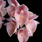 Catasetum Jamie Lawson XOXO - Without Flowers | BS - Buy Orchids Plants Online by Orchid-Tree.com