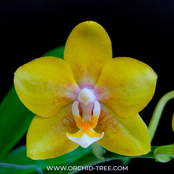 Phalaenopsis Younghome Golden Pixie - FF