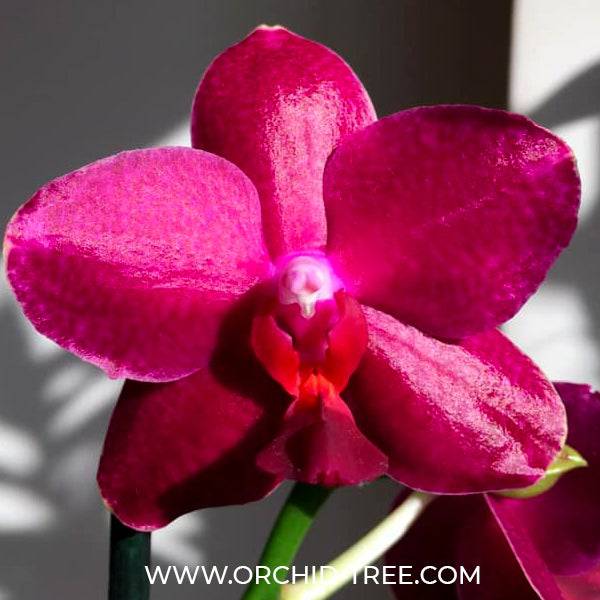 Phalaenopsis Sogo Relex - With Spike | FF - Buy Orchids Plants Online by Orchid-Tree.com