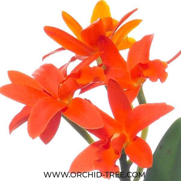 Cattleya (Blc.) Young Min Orange 'Golden Satisfaction’ - Without Flowers | BS - Buy Orchids Plants Online by Orchid-Tree.com