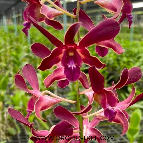 Dendrobium Maroon Rabbit - Without Flowers | BS - Buy Orchids Plants Online by Orchid-Tree.com
