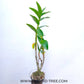 Dendrobium Maroon Rabbit - Without Flowers | BS - Buy Orchids Plants Online by Orchid-Tree.com