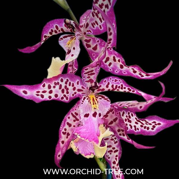 Oncidium (Alcra.) Memoria Donald Yamada - Without Flowers | BS - Buy Orchids Plants Online by Orchid-Tree.com