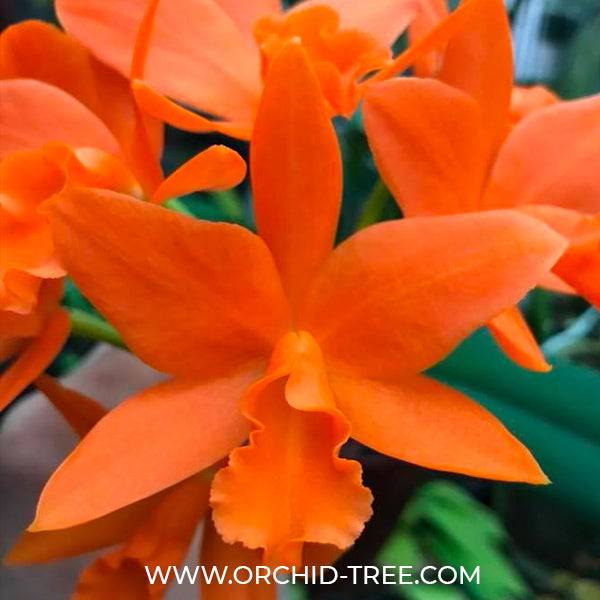 Cattleya (Blc.) Young Min Orange 'Golden Satisfaction’ - Without Flowers | BS - Buy Orchids Plants Online by Orchid-Tree.com