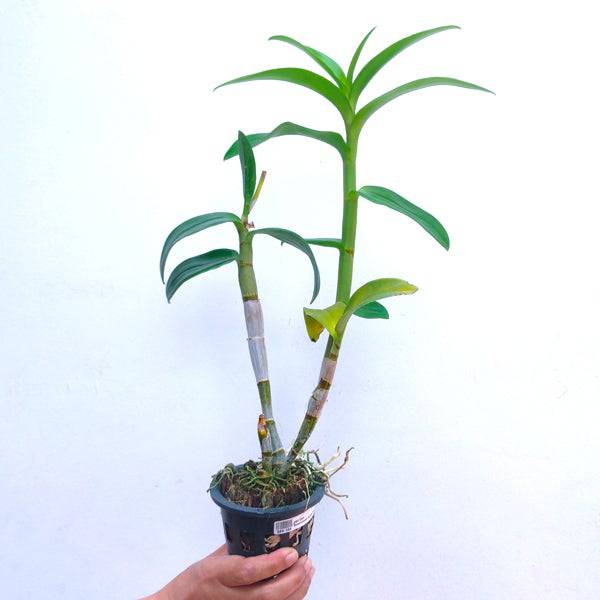 Dendrobium Zululia Blue - Without Flowers | BS - Buy Orchids Plants Online by Orchid-Tree.com