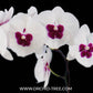 Phalaenopsis Fairy Wings - With Spike | FF - Buy Orchids Plants Online by Orchid-Tree.com