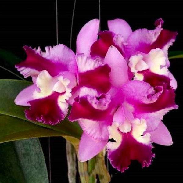 Cattleya (Lc.) Mari's Song x Interglossa #2 - Without Flowers | BS - Buy Orchids Plants Online by Orchid-Tree.com