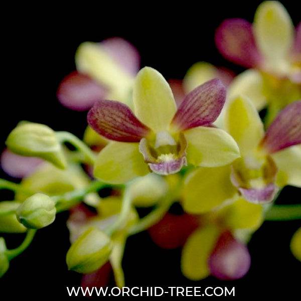 Dendrobium Pretty Doll - Without Flowers | BS - Buy Orchids Plants Online by Orchid-Tree.com