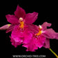 Oncidium (Mtdm.) Hwuluduen Kenzie Passion - Without Flowers | BS - Buy Orchids Plants Online by Orchid-Tree.com