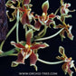 Paraphalaenopsis labukensis sp. - Without Flowers | MS - Buy Orchids Plants Online by Orchid-Tree.com
