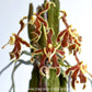 Paraphalaenopsis labukensis sp. - Without Flowers | MS - Buy Orchids Plants Online by Orchid-Tree.com