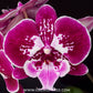 Phalaenopsis Purple Fairy - With Spike | FF - Buy Orchids Plants Online by Orchid-Tree.com