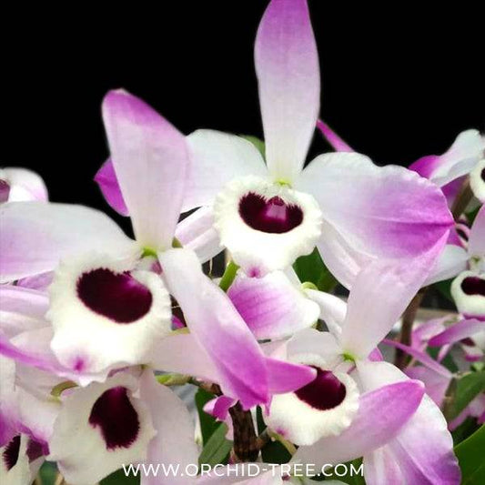 Dendrobium Nobile Sp. - Without Flower | BS - Buy Orchids Plants Online by Orchid-Tree.com