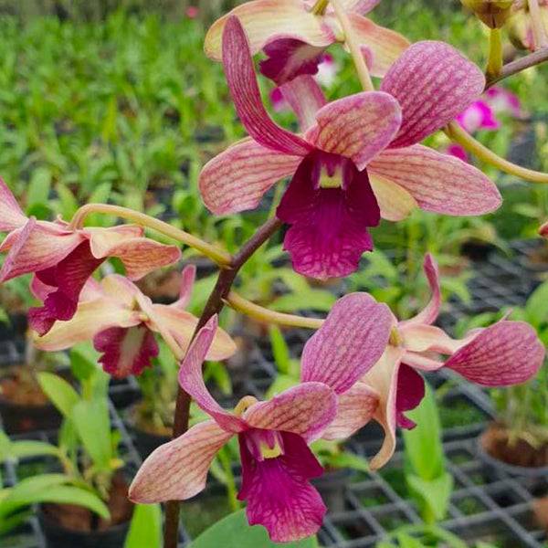 Dendrobium Rabbit Prince - Without Flowers | BS - Buy Orchids Plants Online by Orchid-Tree.com