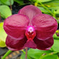 Phalaenopsis Sogo Relex - With Spike | FF - Buy Orchids Plants Online by Orchid-Tree.com