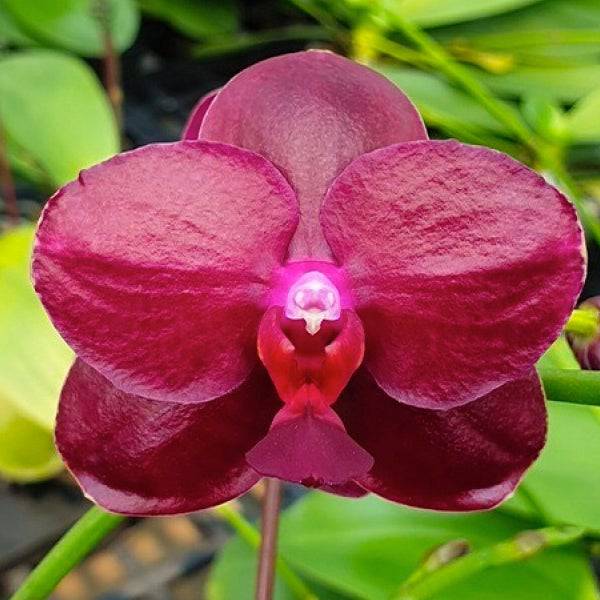 Phalaenopsis Sogo Relex - With Spike | FF - Buy Orchids Plants Online by Orchid-Tree.com