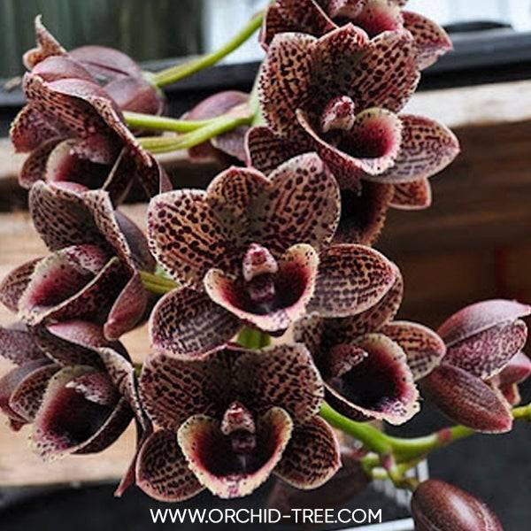 Catasetum (FDK.) After Dark Bakers Black Hole - Without Flowers | BS - Buy Orchids Plants Online by Orchid-Tree.com