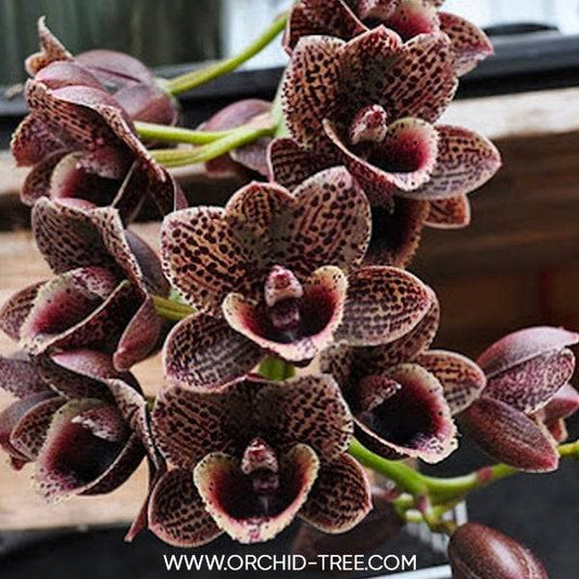 Catasetum (FDK.) After Dark Bakers Black Hole - Without Flowers | BS - Buy Orchids Plants Online by Orchid-Tree.com
