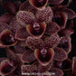 Catasetum (FDK.) After Dark Bakers Black Hole - Without Flowers | BS - Buy Orchids Plants Online by Orchid-Tree.com