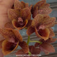 Catasetum (FDK.) After Dark Bakers Black Hole - Without Flowers | BS - Buy Orchids Plants Online by Orchid-Tree.com