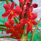Vanda (Ren.) monachica x Asc. Curvifolium - With Buds | FF - Buy Orchids Plants Online by Orchid-Tree.com