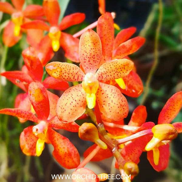 Vanda (Ren.) monachica x Asc. Curvifolium - With Buds | FF - Buy Orchids Plants Online by Orchid-Tree.com