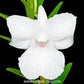 Dendrobium parthenium sp. - Without Flowers | BS - Buy Orchids Plants Online by Orchid-Tree.com