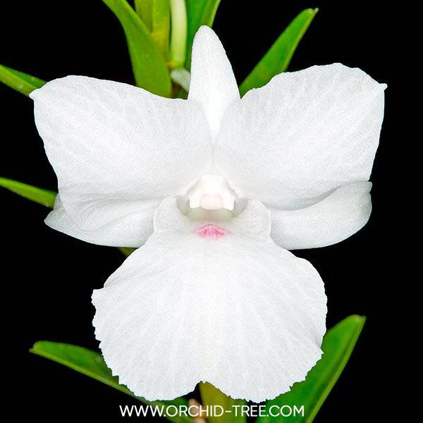 Dendrobium parthenium sp. - Without Flowers | BS - Buy Orchids Plants Online by Orchid-Tree.com