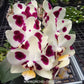 Phalaenopsis Yaphon Nougat - Without Flowers | BS - Buy Orchids Plants Online by Orchid-Tree.com