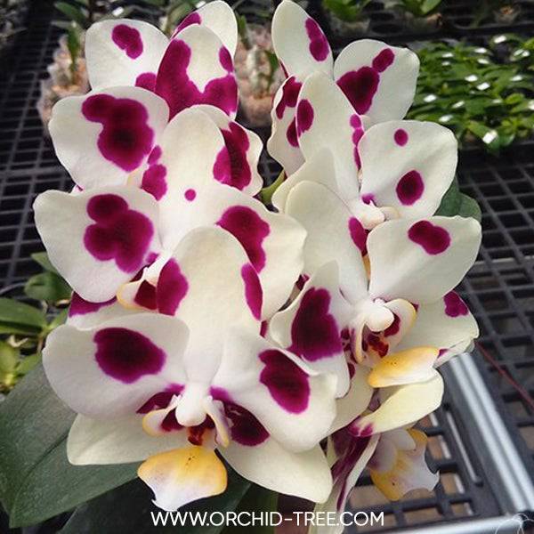 Phalaenopsis Yaphon Nougat - Without Flowers | BS - Buy Orchids Plants Online by Orchid-Tree.com