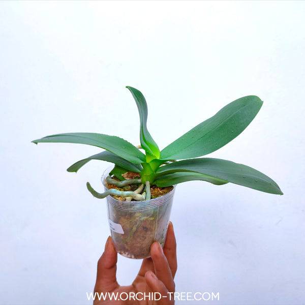 Phalaenopsis Yaphon Nougat - Without Flowers | BS - Buy Orchids Plants Online by Orchid-Tree.com