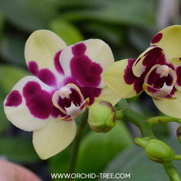 Phalaenopsis Yaphon Nougat - Without Flowers | BS - Buy Orchids Plants Online by Orchid-Tree.com