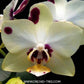 Phalaenopsis Yaphon Nougat - Without Flowers | BS - Buy Orchids Plants Online by Orchid-Tree.com