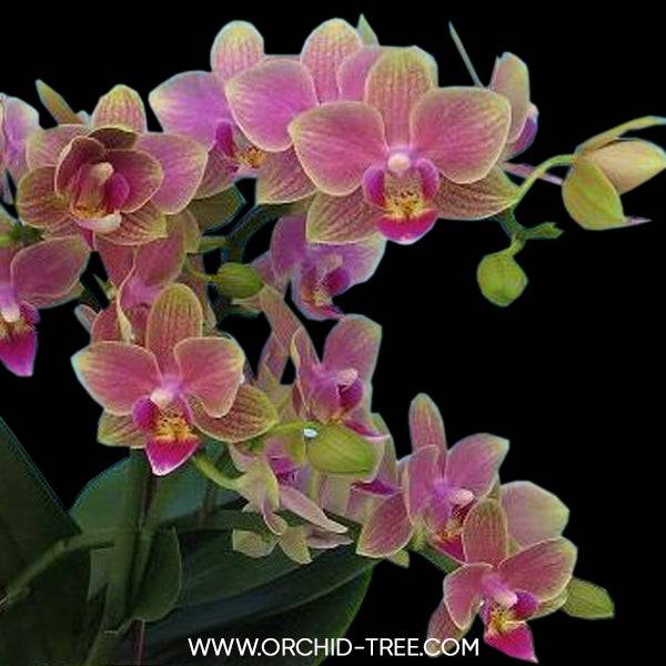 Phalaenopsis Tying Shin Mustard - With Small Spike | FF - Buy Orchids Plants Online by Orchid-Tree.com