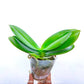Phalaenopsis Tying Shin Mustard - With Small Spike | FF - Buy Orchids Plants Online by Orchid-Tree.com