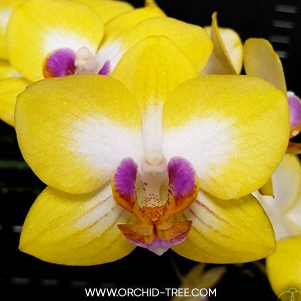 Phalaenopsis Yen Shuai Sweet Girl - With Spike | FF - Buy Orchids Plants Online by Orchid-Tree.com