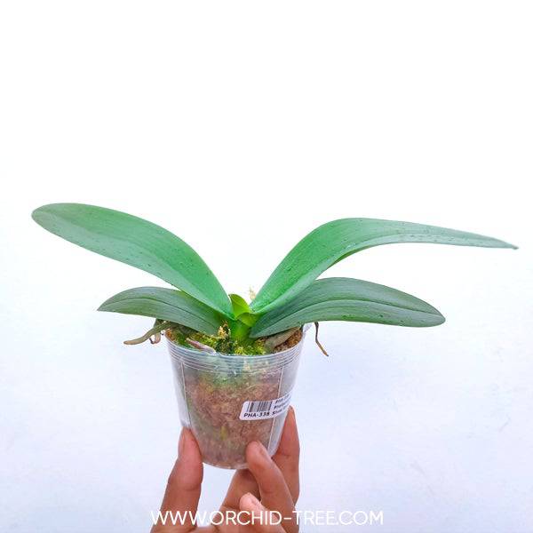 Phalaenopsis Yen Shuai Sweet Girl - With Spike | FF - Buy Orchids Plants Online by Orchid-Tree.com