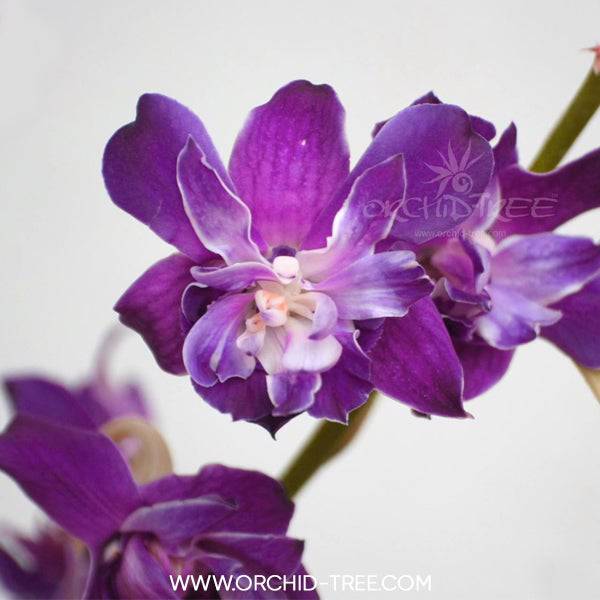 Dendrobium Rose Betty Blue - Without Flowers | BS - Buy Orchids Plants Online by Orchid-Tree.com