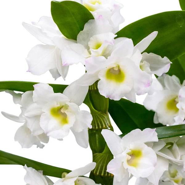 Dendrobium Spring Dream 'Apollon'- With Flowers | FF - Buy Orchids Plants Online by Orchid-Tree.com