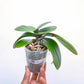 Phalaenopsis Baby Face - With Flowers | FF - Buy Orchids Plants Online by Orchid-Tree.com