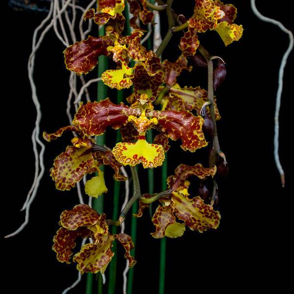 Trichocentrum stacyi sp. - Without Flowers | BS - Buy Orchids Plants Online by Orchid-Tree.com