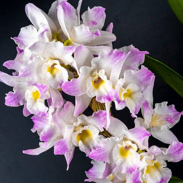 Dendrobium Spring Dream ‘Kumiko’ - With Tiny Spike | FF - Buy Orchids Plants Online by Orchid-Tree.com
