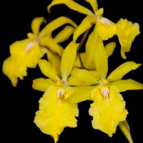 Oncidium Aliceara Alice - Without Flowers | BS - Buy Orchids Plants Online by Orchid-Tree.com