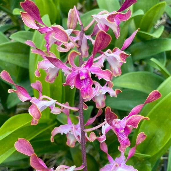 Dendrobium Pink Brown Twist - Without Flowers | BS - Buy Orchids Plants Online by Orchid-Tree.com